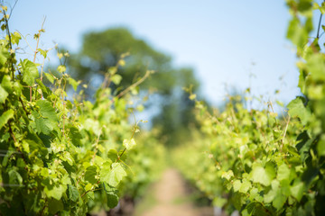 Sunny vineyards in the heart of the countryside