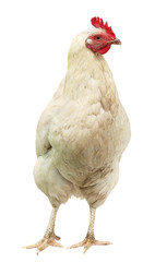 Beautiful White hen isolated on white background.