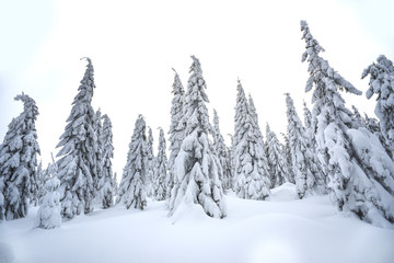 Trees covered with snow in the mountains, winter forest and mountain landscape.