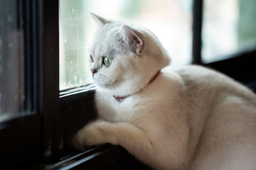 White cat sitting looking out of the window with hope.soft focus.