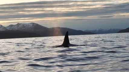 orcas and humpback whales hunting for herrings in the fjords of Norway in winter