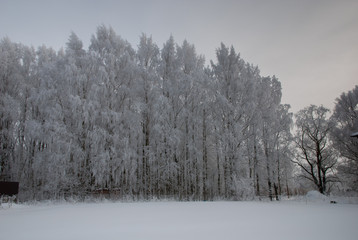 Birches in hoarfrost on a background of blue sky. Winter landscape