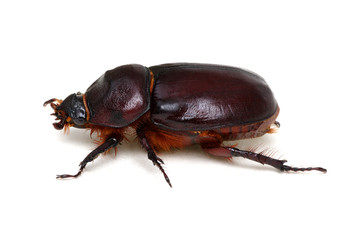 Beetle isolated on white