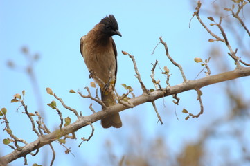Dark capped Bulbul on a branch