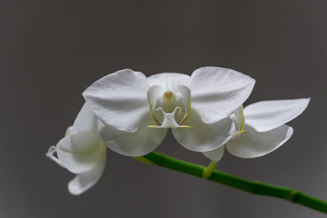 Fototapeta na wymiar Macro of beautiful white phalaenopsis orchid flower head Phalaenopsis known as the Moth Orchid or Phal on the grey background. Selective soft focus.