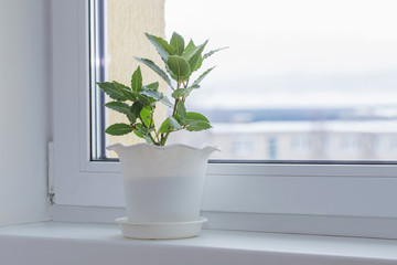 green plants on the windowsill in winter