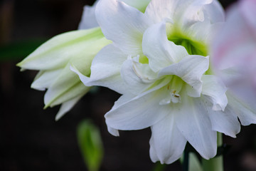 white petals