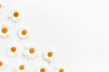 Fototapeta na wymiar White chamomile flowers 