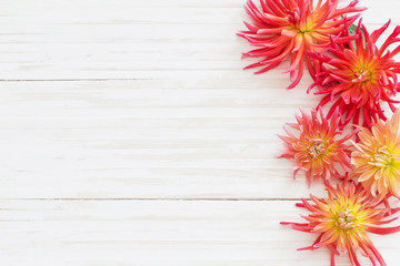 dahlia flowers on wooden background
