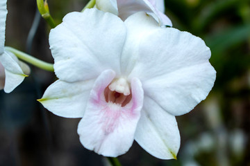 White dendrobium orchids are dendrobium orchids in this genus have roots that creep over the surface of trees or rocks, rarely having their roots in soil.