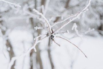 Beautiful winter image - leaves covered with snow. Selective focus