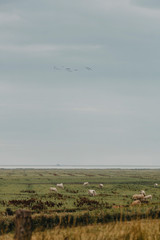 Nordfriesland, Deich, Natur, Ruhe, Frieden, Norddeutschland, Deutschland, retro, oldschool, filmfotografie, landleben, land , leben, windmühlen, energie, energiegewinnung, nachhaltig, nachhaltigkeit, 