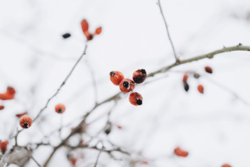 frozen trees with berries. cold weather