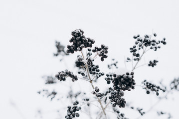 frozen trees with berries. cold weather