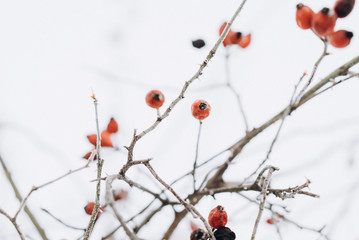 frozen trees with berries. cold weather