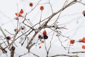 frozen trees with berries. cold weather