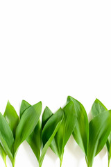 Border frame made of green leaves of lilies of the valley