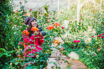 woman travel nature taking photographs in the rose garden. Multicolored roses beautiful at doi Inthanon Chiangmai in Thailand.