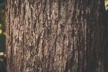 Obraz premium old wood background