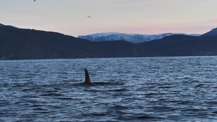 orcas and humpback whales hunting for herrings in the fjords of Norway in winter