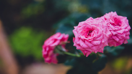 background nature Flower Valentine. pink, rose background blur.Valentines Day.