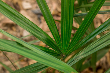 Fototapeta premium green leaf