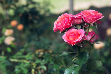 background nature Flower rose. pink bunch roses. public park, Rose Garden, background blur.