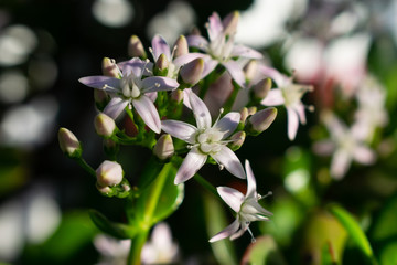 macro star plke flower