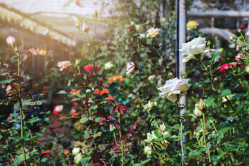 background nature Flower rose. Multicolored roses. public park, rose garden, background blur. agriculture.