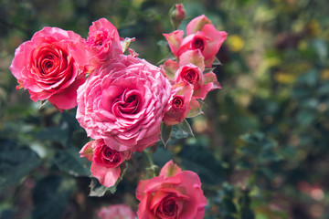 background nature Flower Valentine. pink, orange rose background blur.Valentines Day