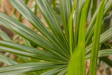 Fototapeta premium green leaf