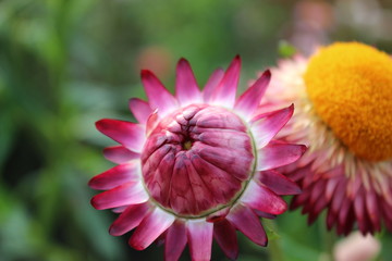 flower in garden
