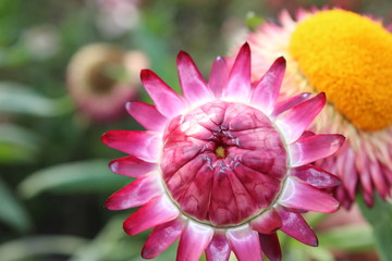 closeup of pink flower