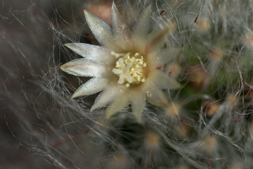 ornamental Cactus  Flower