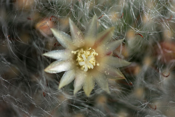 ornamental Cactus  Flower