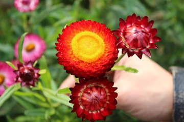 red flower in the garden