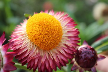 pink flower