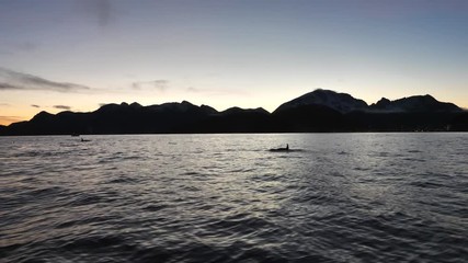 orcas and humpback whales hunting for herrings in the fjords of Norway in winter