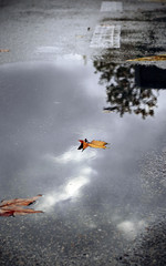 Puddle with leaves and reflections on rainy day