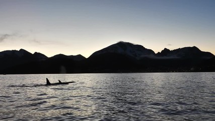 orcas and humpback whales hunting for herrings in the fjords of Norway in winter
