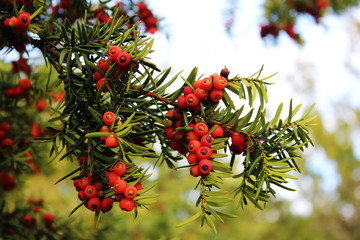 red berries on a branch