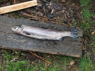  big salmon  on wooden plank  background