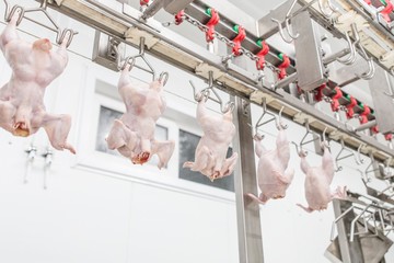 Chicken carcasses suspended on a production automated tape on special equipment, production of semi-finished products