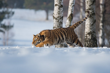 Siberian Tiger running in snow. Beautiful, dynamic and powerful photo of this majestic animal. Set in environment typical for this amazing animal. Birches and meadows