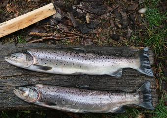 two  big salmon