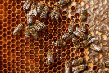 close up honeycomb in wooden frame with bees on it. Apiculture concept