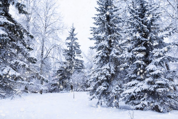 Winter fir tree christmas scene with sunlight