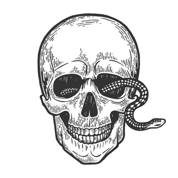 Snake in human skull engraving vector illustration. Scratch board style imitation. Black and white hand drawn image.