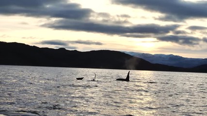 orcas and humpback whales hunting for herrings in the fjords of Norway in winter