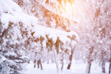 Winter fir tree christmas scene with sunlight